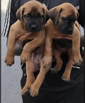 1-3 months Male Purebred Boerboel