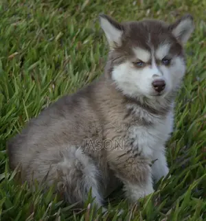 1-3 months Male Purebred Siberian Husky