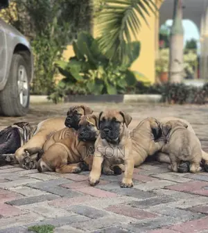 1-3 months Male Purebred Boerboel