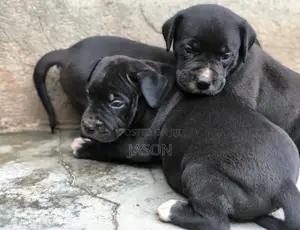 1-3 months Male Purebred American Pit Bull Terrier