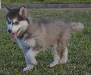 1-3 months Male Purebred Siberian Husky