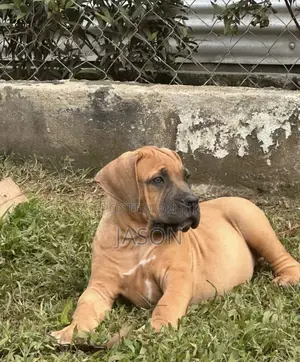 3-6 months Male Purebred Boerboel