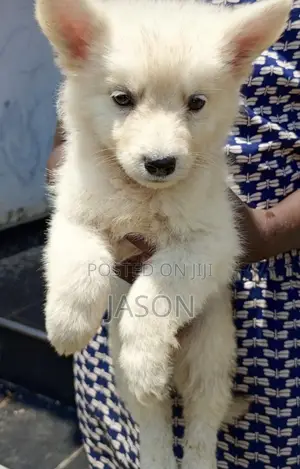 1-3 months Female Purebred Japanese Spitz