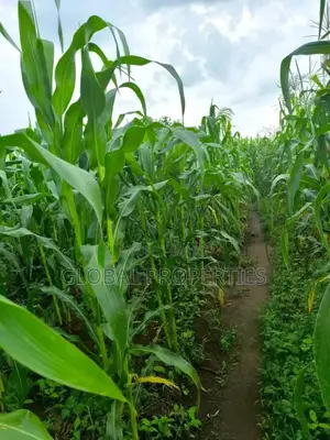 Luwero 54 Acres for Sale