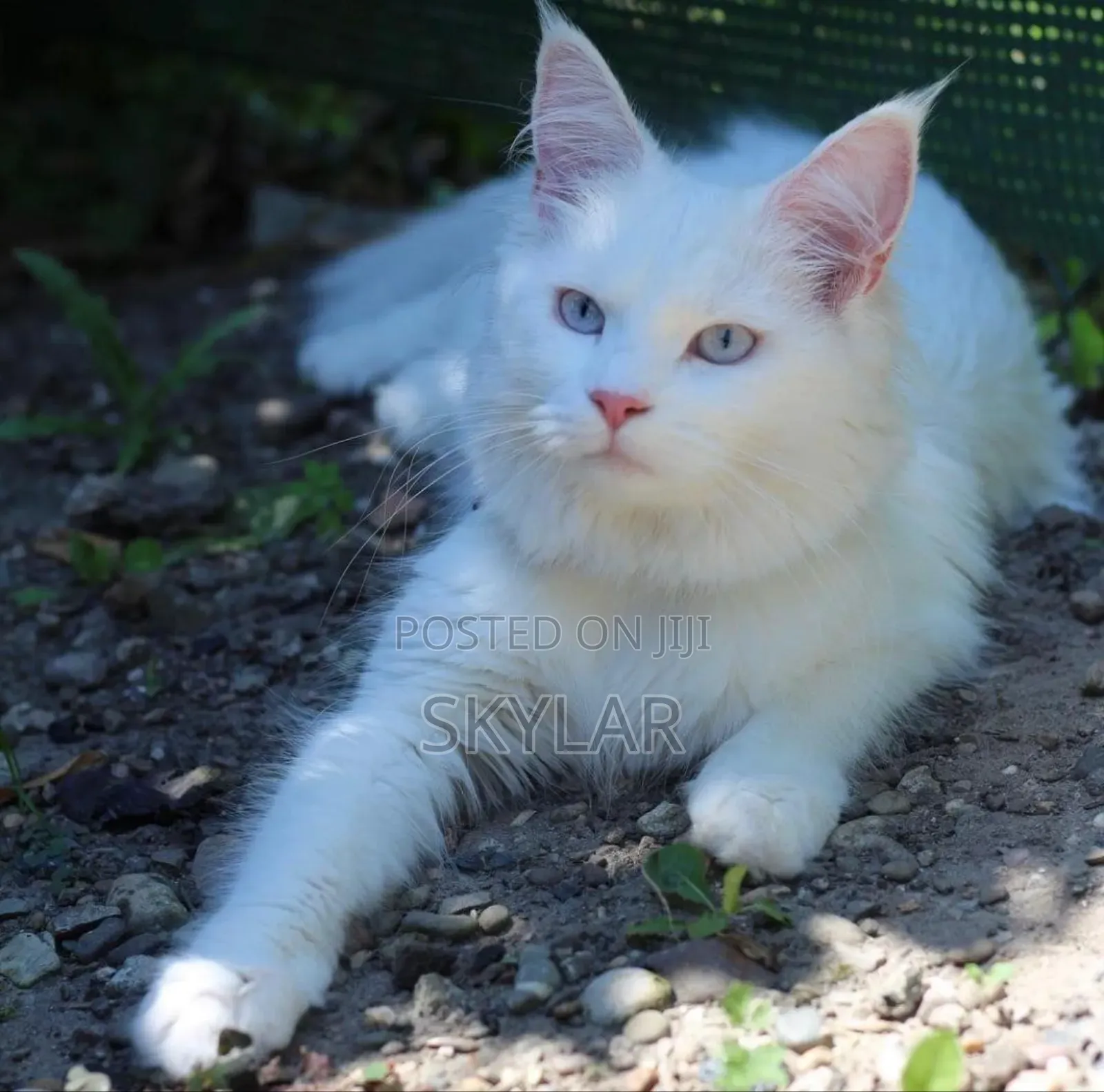 3-6 months Male Mixed Breed Exotic