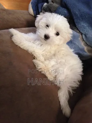 1-3 months Female Purebred Maltese