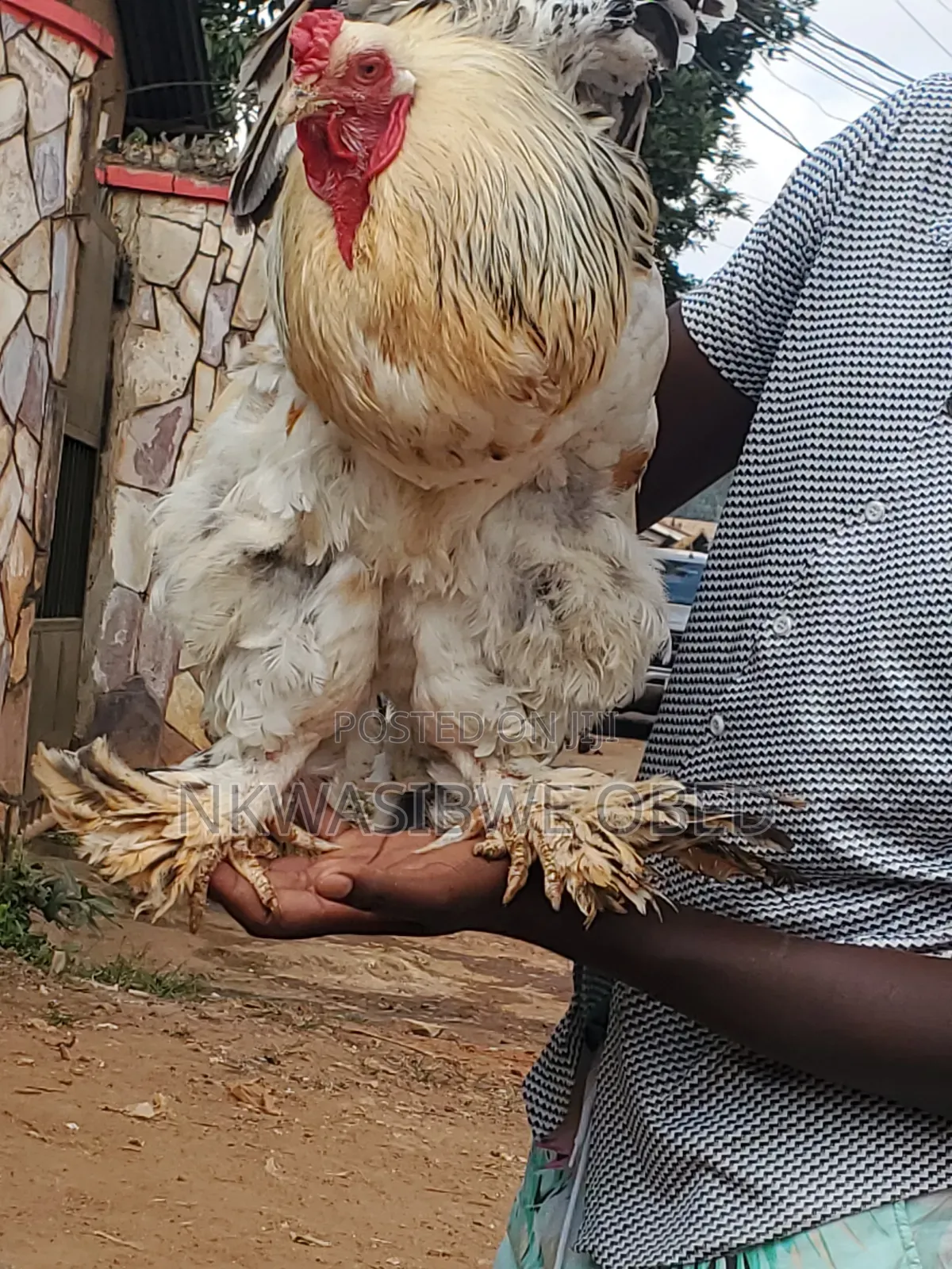 American Brahma Chicken
