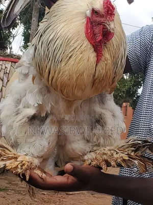 American Brahma Chicken