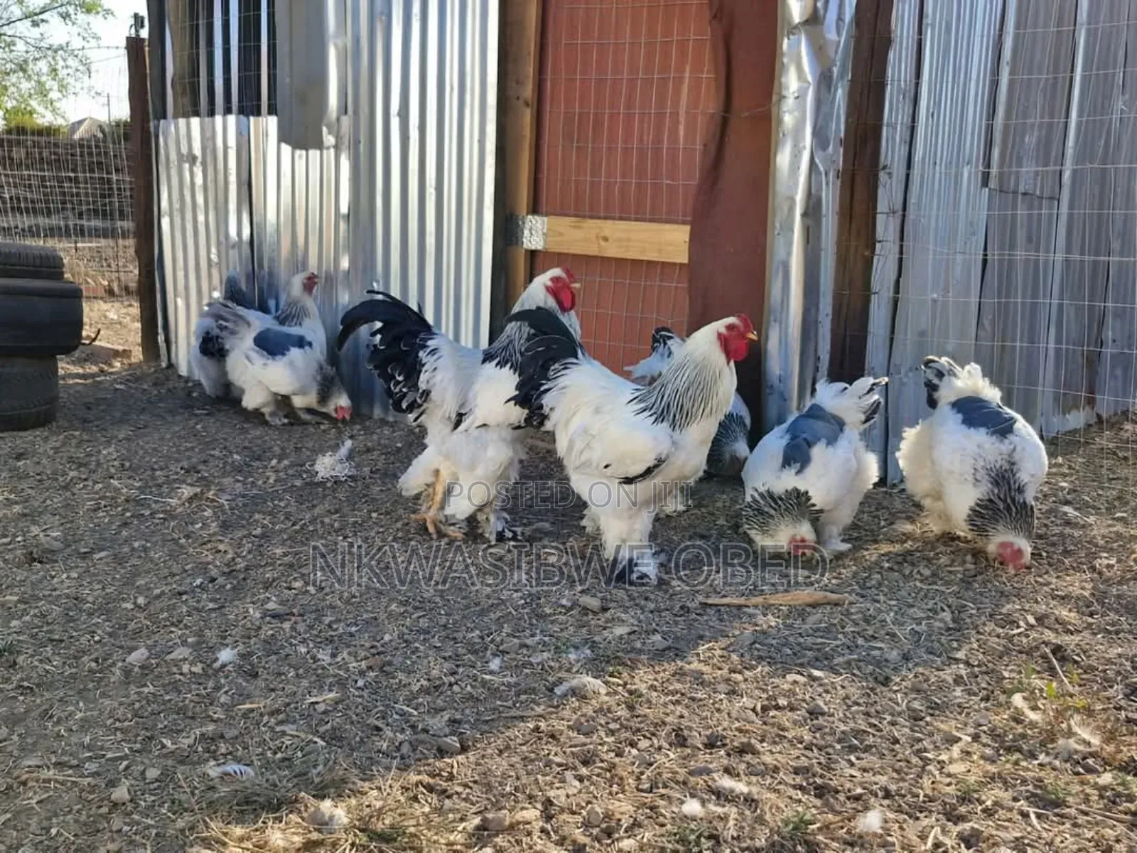 American Brahma Chicken