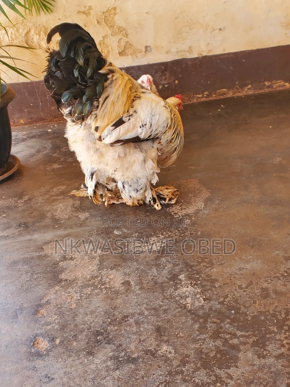 American Brahma Chicken
