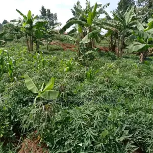 Namugongo Plot for Sale