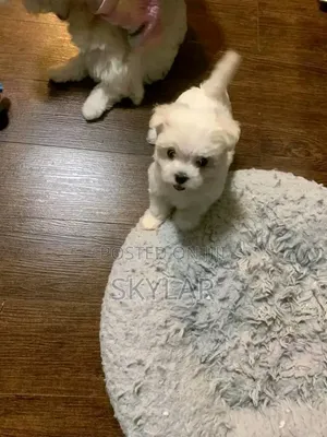 1-3 months Male Purebred Maltese
