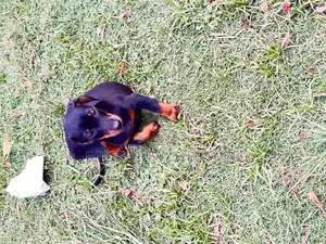 1-3 months Male Purebred Dachshund
