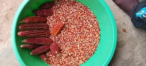 Popcorns Producers