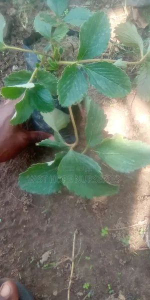 Straw Berry Seedlings