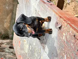 1-3 months Male Purebred Dachshund