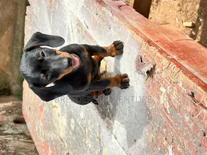 1-3 months Female Purebred Dachshund
