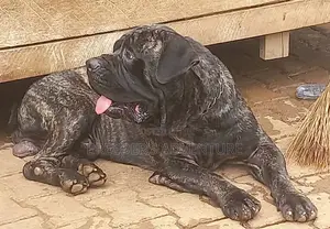 6-12 months Male Purebred Boerboel