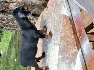 1-3 months Female Purebred Dachshund