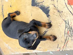 1-3 months Female Purebred Dachshund