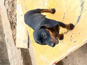 1-3 months Female Purebred Dachshund