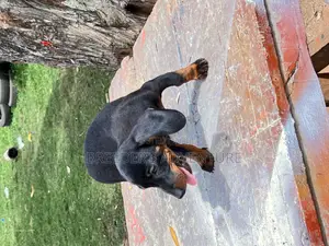 1-3 months Male Purebred Dachshund