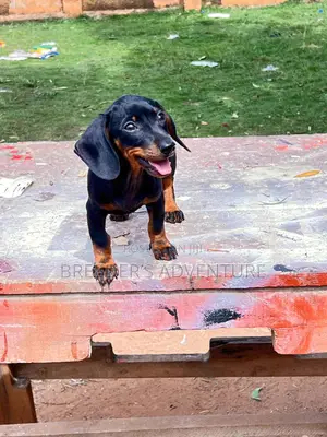 1-3 months Female Purebred Dachshund