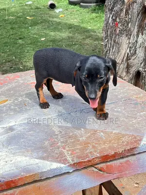 1-3 months Male Purebred Dachshund