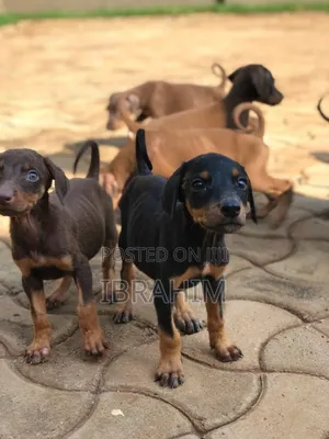 1-3 months Male Purebred Doberman Pinscher