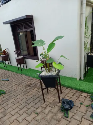 Pure Green Grass Carpet