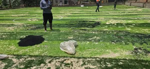 Grass Carpet Per Square Meter