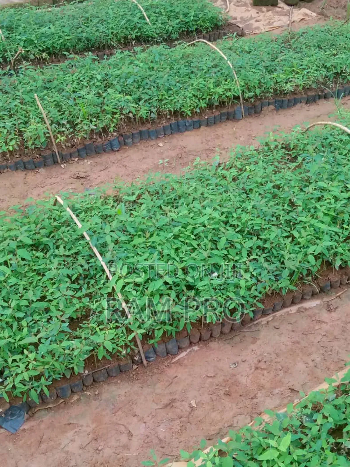 Kalitunsi (Eucalyptus)