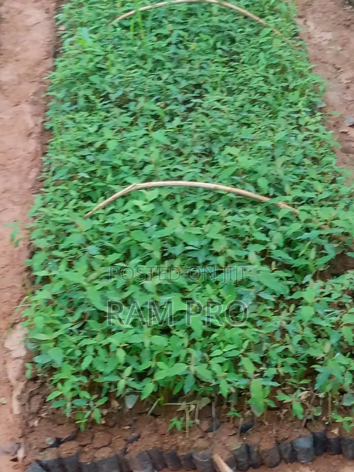 Kalitunsi (Eucalyptus)