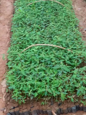 Kalitunsi (Eucalyptus)