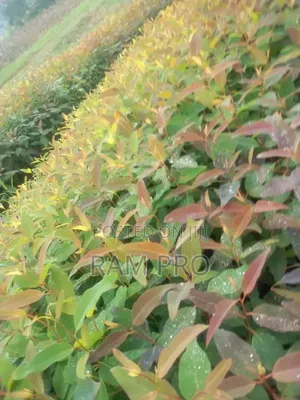 Kalitunsi (Eucalyptus)