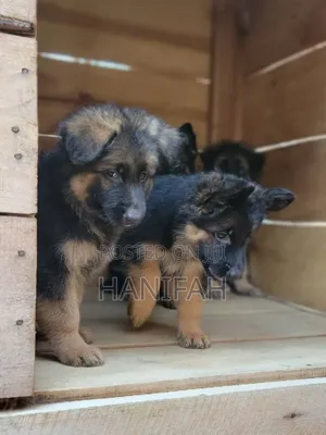 1-3 months Male Purebred German Shepherd