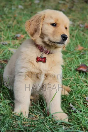 1-3 months Male Purebred Golden Retriever