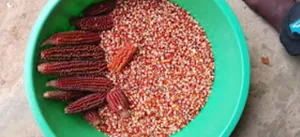 Popcorns Farmers