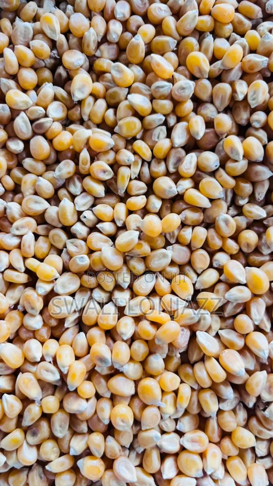 Popcorns Farmers