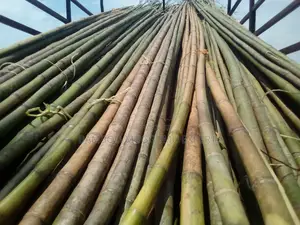 Bamboo Terrace