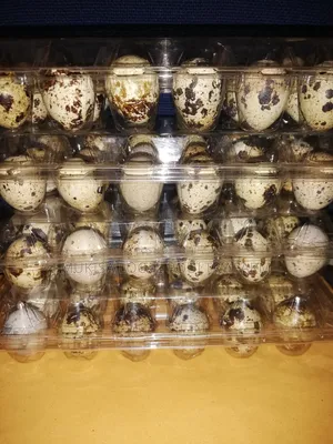 Quails and Quail Eggs