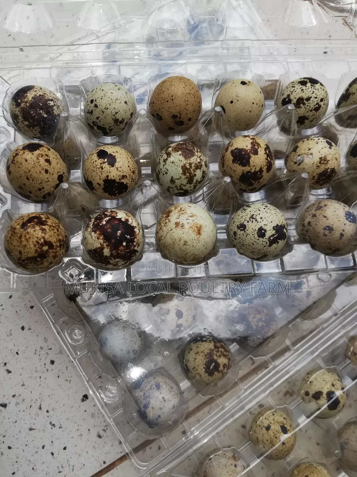 Quails and Quail Eggs