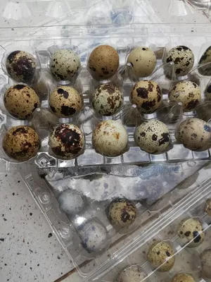 Quails and Quail Eggs