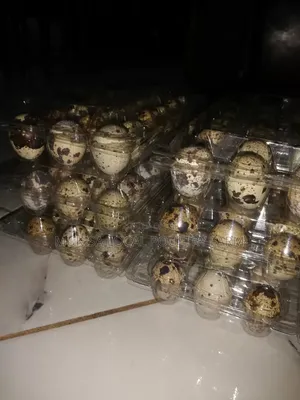 Quails and Quail Eggs