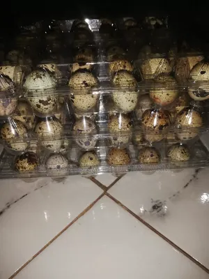 Quails and Quail Eggs