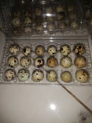 Quails and Quail Eggs