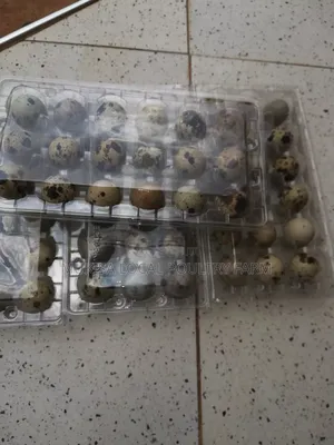 Quail and Quail Eggs
