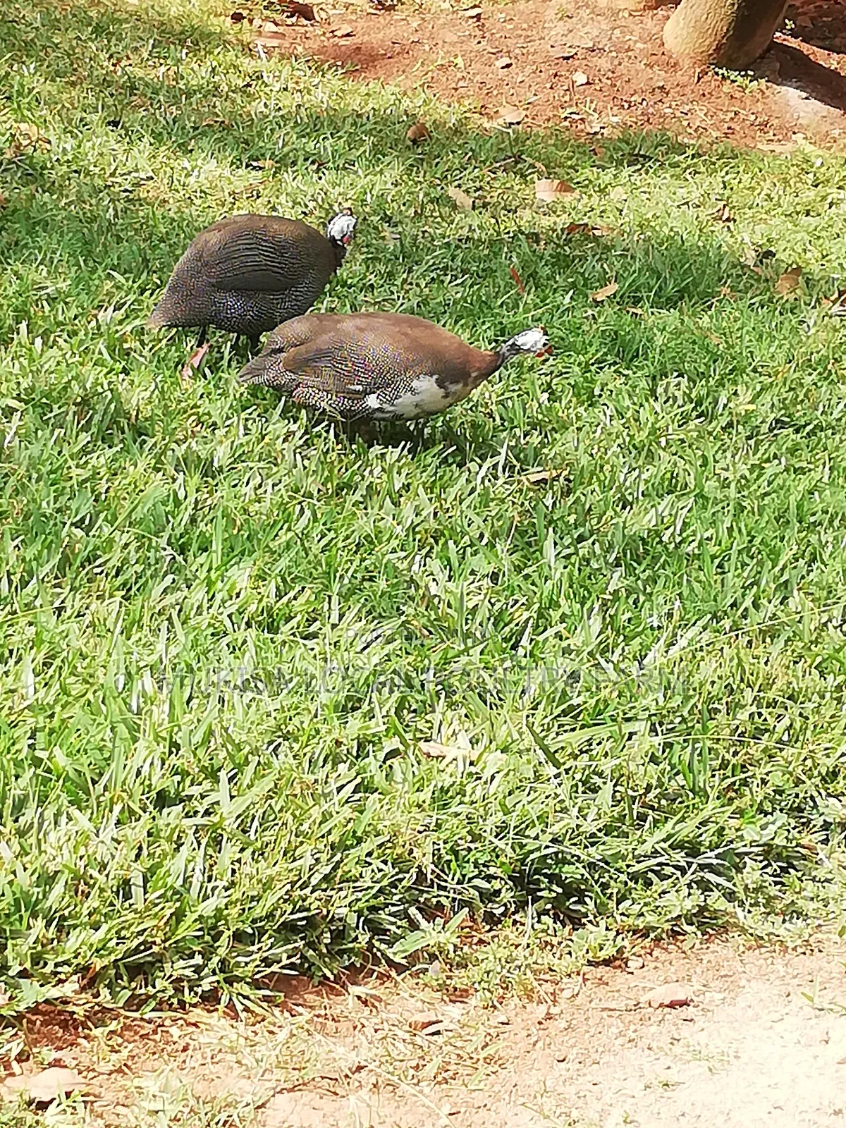 Quail And Quail Eggs