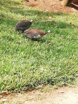 Quail And Quail Eggs