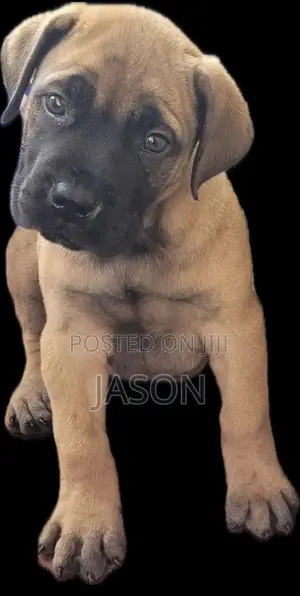 1-3 months Male Purebred Boerboel